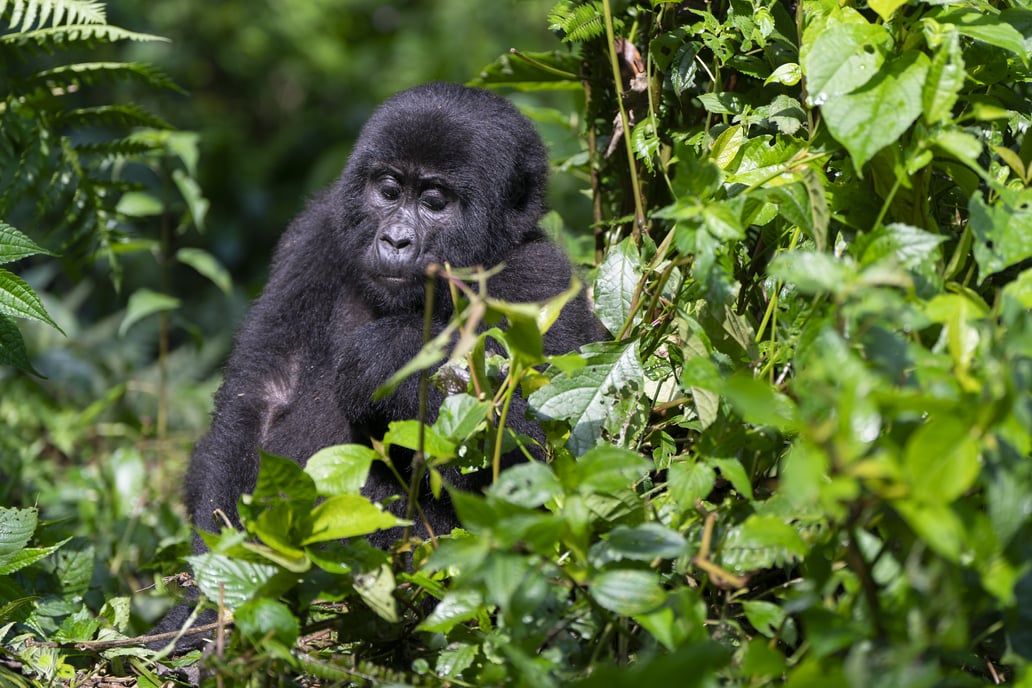 10 Dovolená v Ugandě s 11denním itinerářem | Exclusive Tours _DSC5733-2