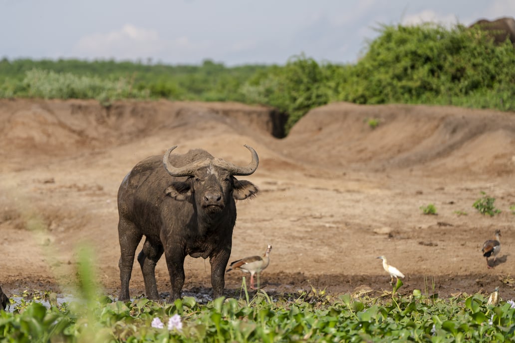 4 Dovolená v Ugandě s 11denním itinerářem | Exclusive Tours _DSC5432