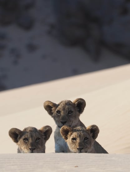 Hoanib Skeleton Coast Camp, Namibie – Kaokoveld