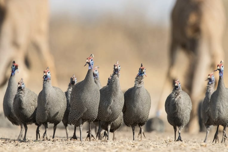 Dinaka - Ker & Downey Botswana DinakaGuineafowl-Oct-17-C34I8216-jpg