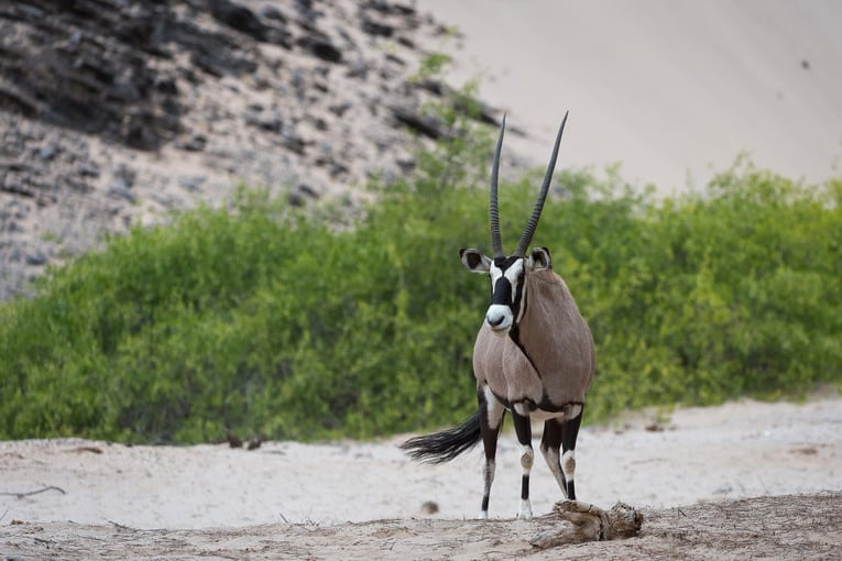 Hoanib Skeleton Coast Camp, Namibie – Kaokoveld | Exclusive Tours wilderness-hoanib-skeleton-coast-gallery-oryx