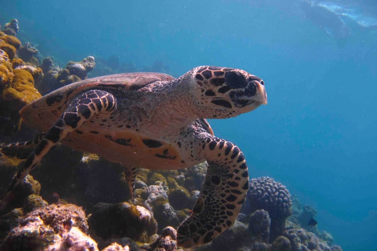 InterContinental Maldives_House Reef