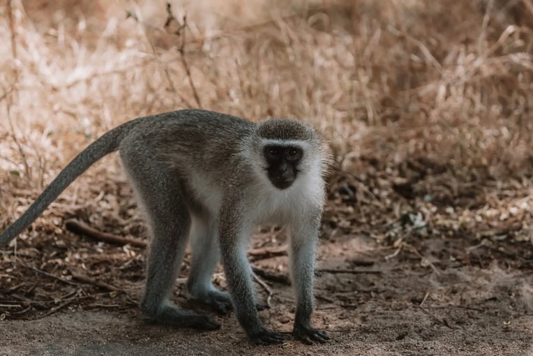 Jock Safari Lodge, Jihoafrická republika – Krugerův národní park 5E48EFCC-C4D6-4B7A-8DC6-E75ADCBCACCC