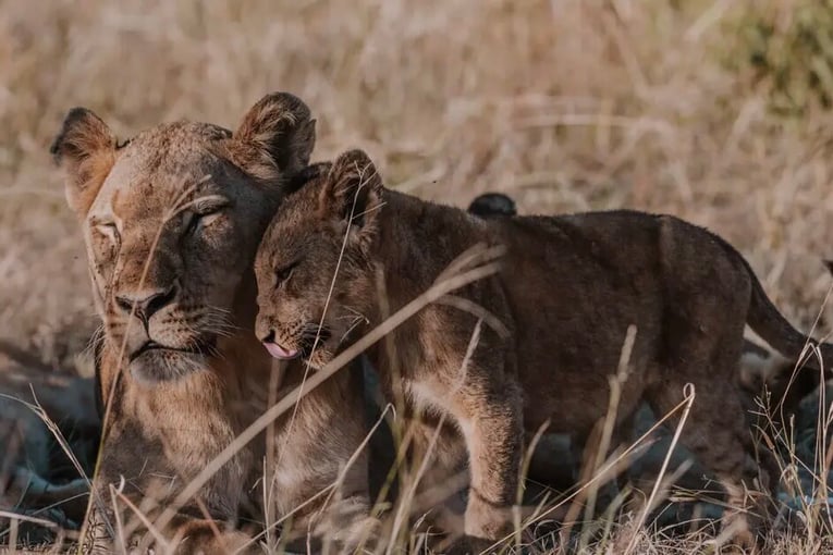 Jock Safari Lodge, Jihoafrická republika – Krugerův národní park TilneyManorexterior_lion