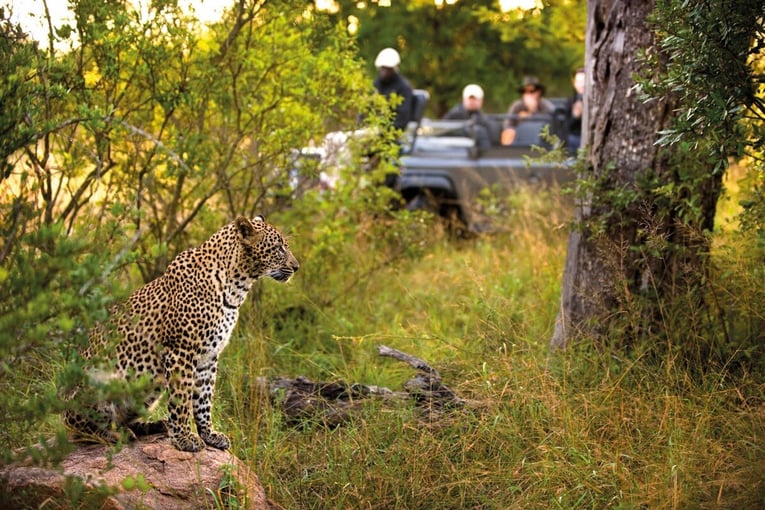 Lion Sands River Lodge, Jihoafrická republika – Sabi Sands | Exclusive Tours lion_sands_safari_4_game_drive-4_preview