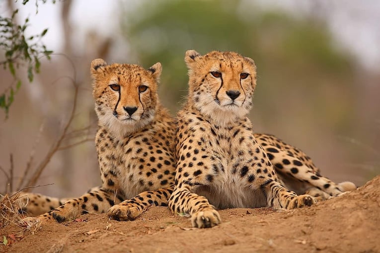 Malewane Lodge at Royal Malewane | Exclusive Tours Cheetahs 1