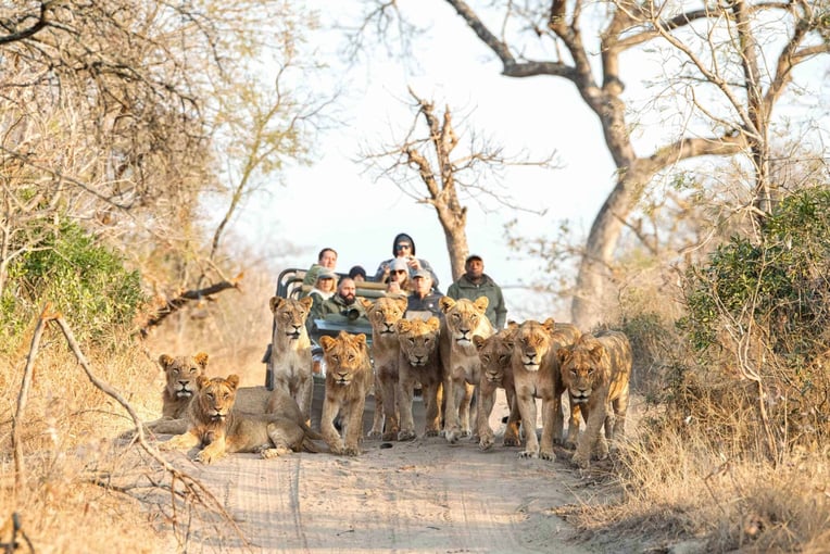 Malewane Lodge at Royal Malewane | Exclusive Tours RM game drive lions