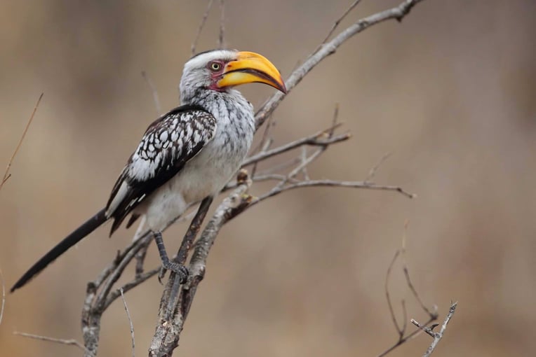 Malewane Lodge at Royal Malewane | Exclusive Tours Yellow-Billed Hornbill