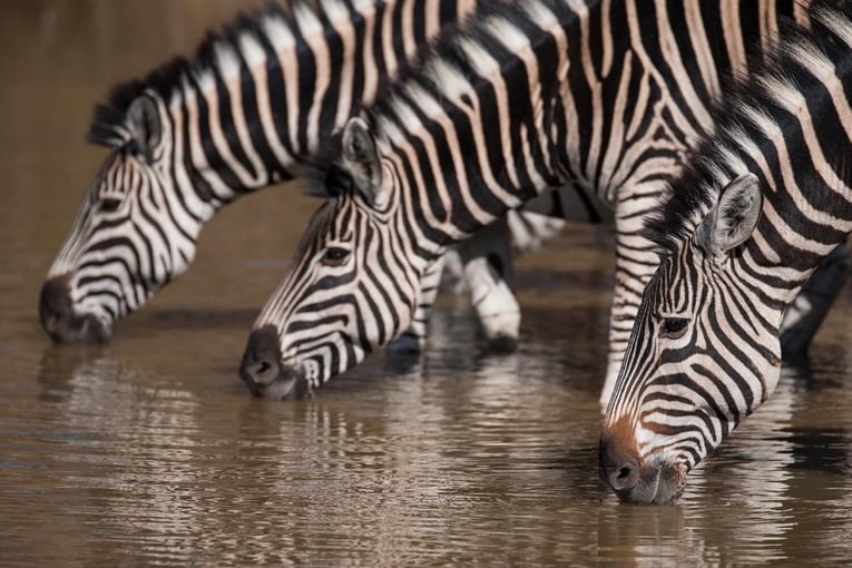 Malewane Lodge at Royal Malewane | Exclusive Tours Zebra