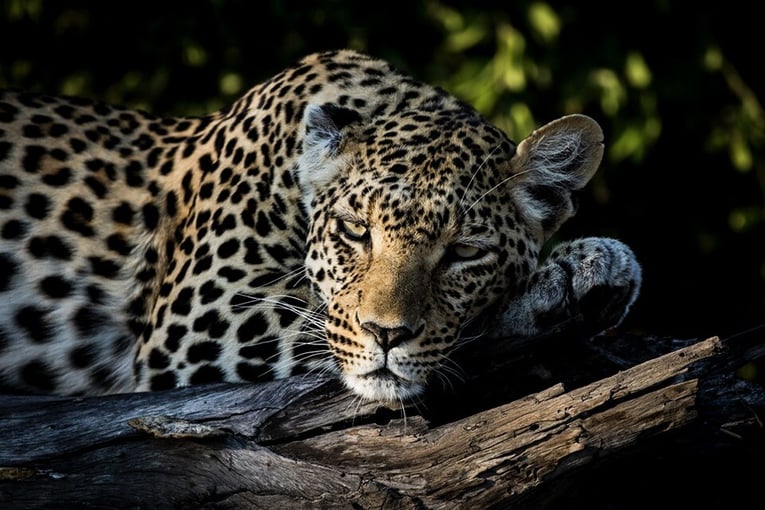 Mombo Camp, Botswana – Masarwa | Exclusive Tours mombo-wildlife-leopard