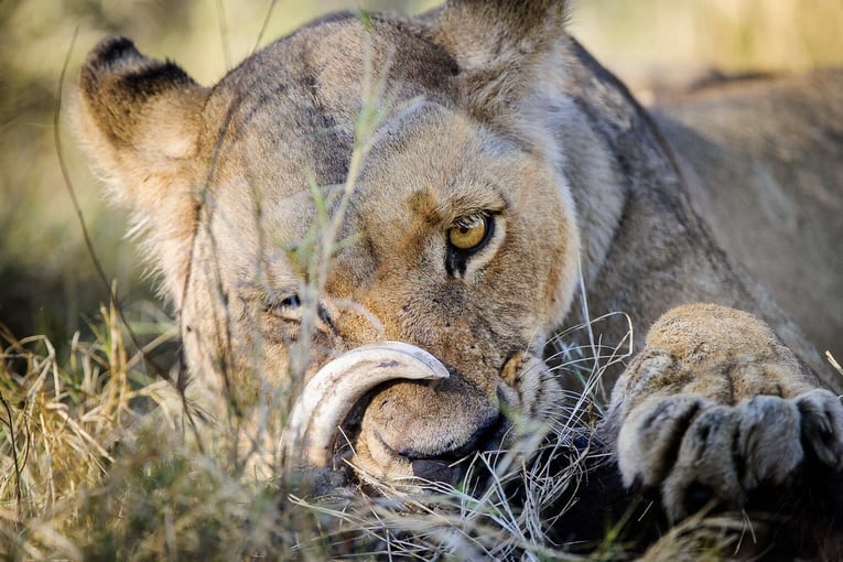 Mombo Camp, Botswana – Masarwa | Exclusive Tours wilderness-mombo-botswana-gallery-2