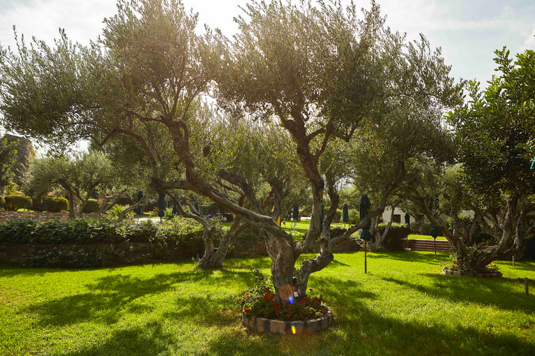 elounda beach olive grove